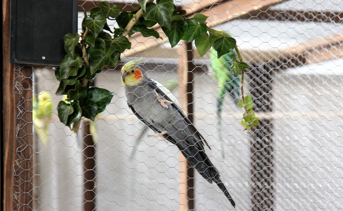 Otvorena izložba malih životinja u Nedelišću