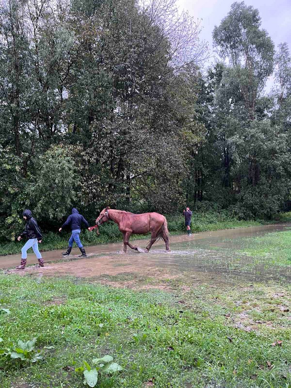Evakuirani međimurski konji