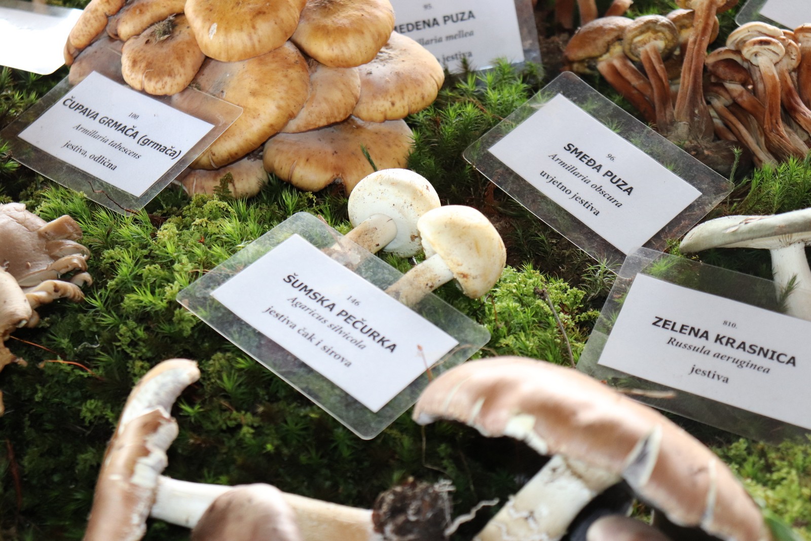 U Goričanu održana Gljivarijada