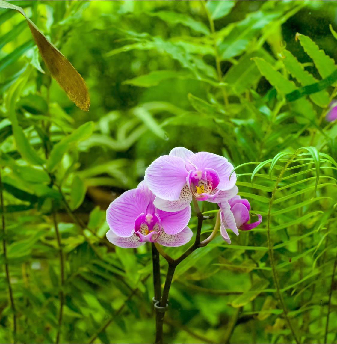 Image 5818463 (auto)