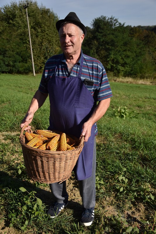Branje kukuruza obitelj Fic, Dragoslavec Branje kukuruza obitelj Fic, Dragoslavec