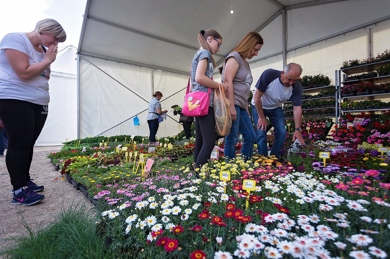 Prvi dan Sajma cvijeća u Prelogu