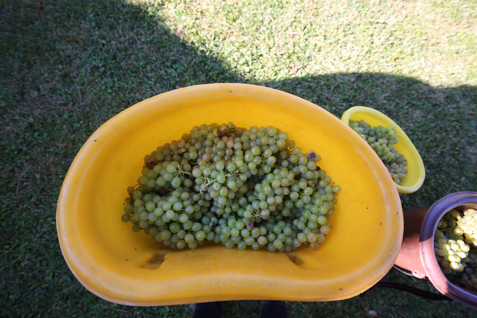 ‘Radio gorice za Katružu’: Tradicionalna humana berba po međimurskim bregima