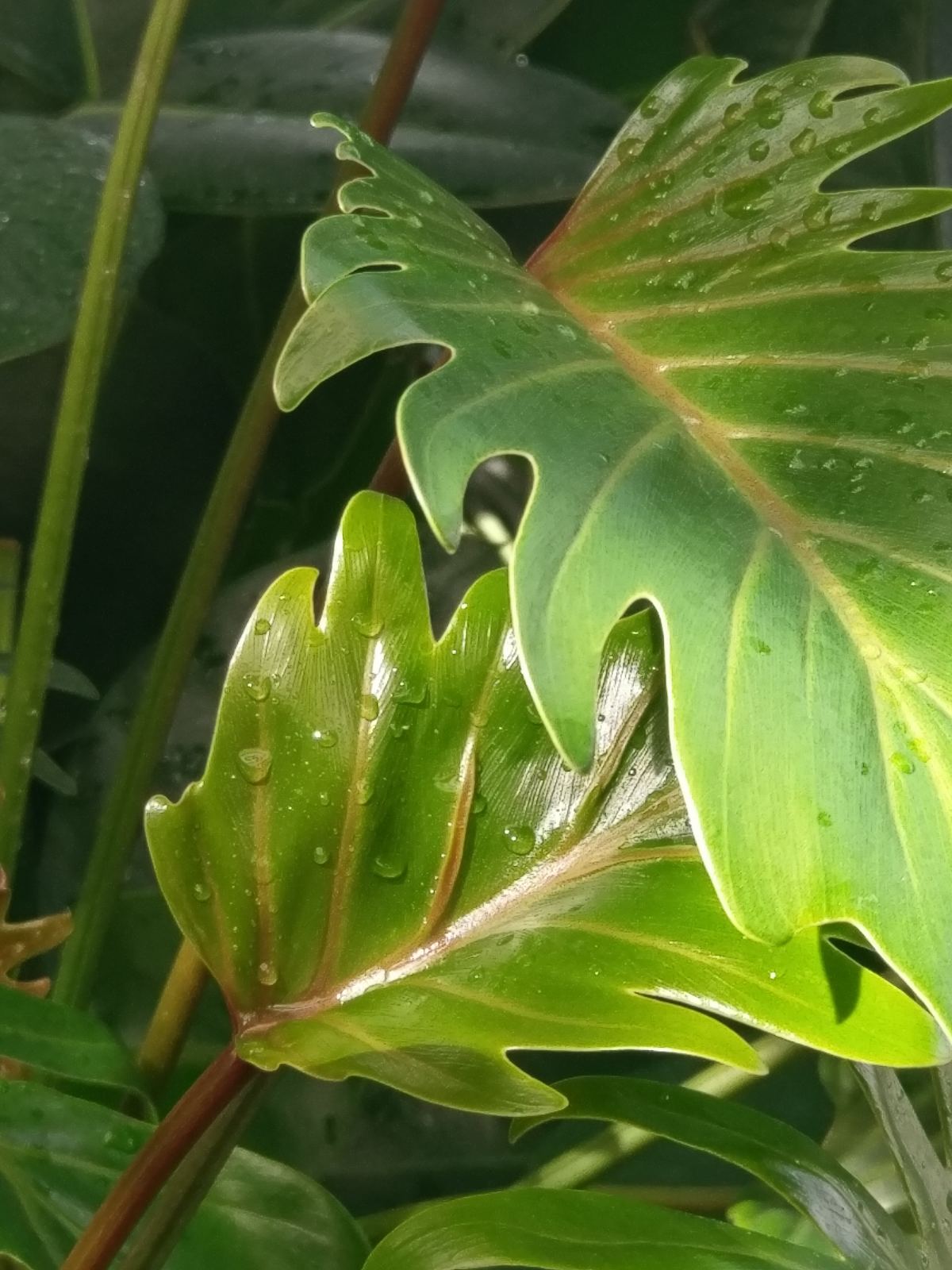 Image 5818401 (auto)