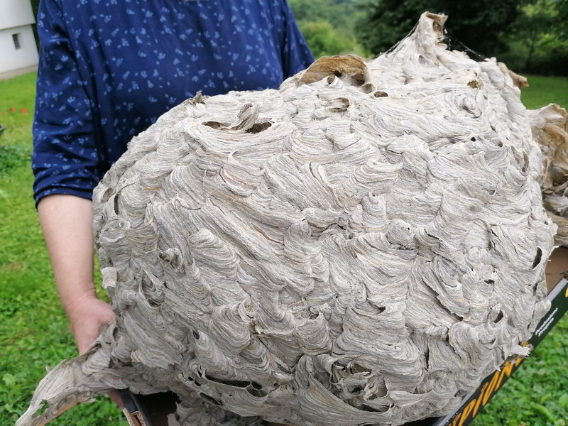 PRIČA IZ VUČETINCA Ogromno stršljenovo gnijezdo više ne prijeti obitelji Blanke Janušić Klaić!