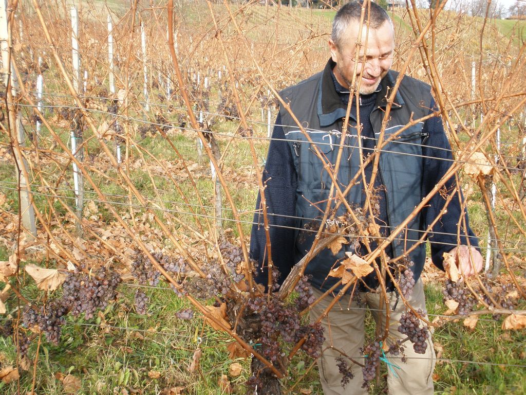 agroberbabobica1508512