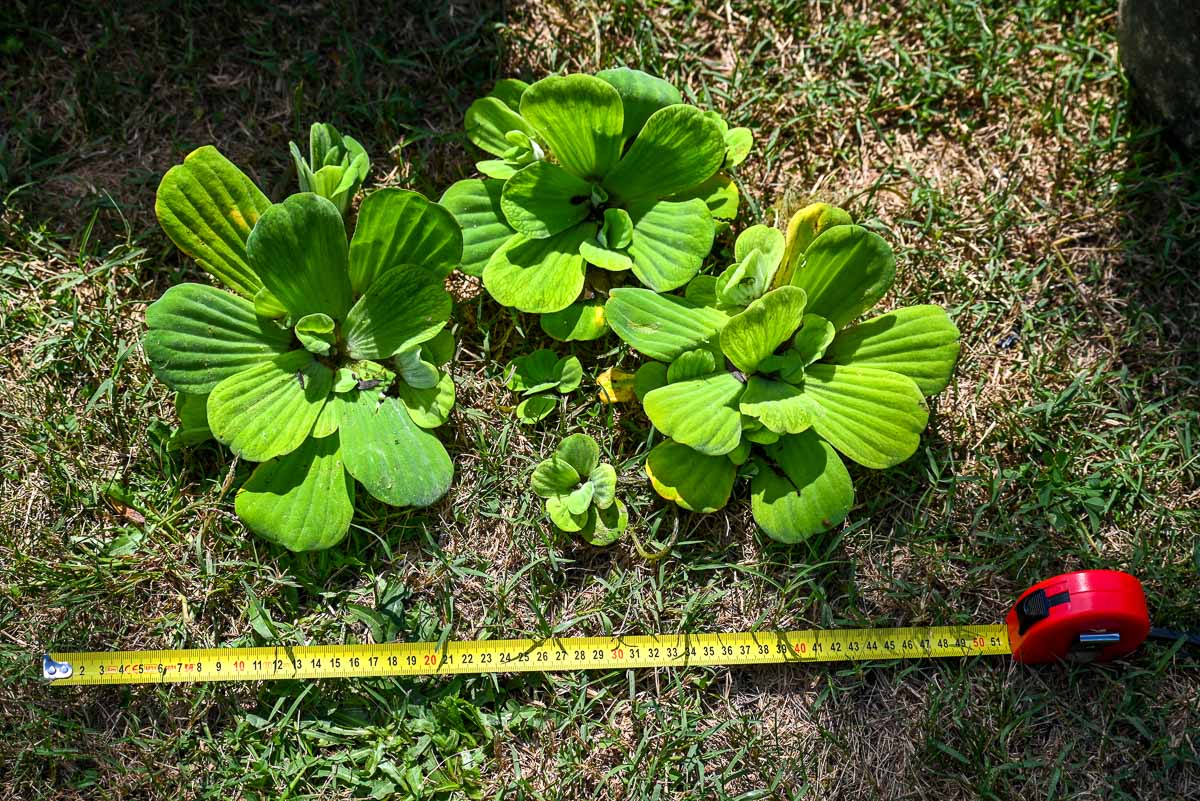 vodena salata u međimurju