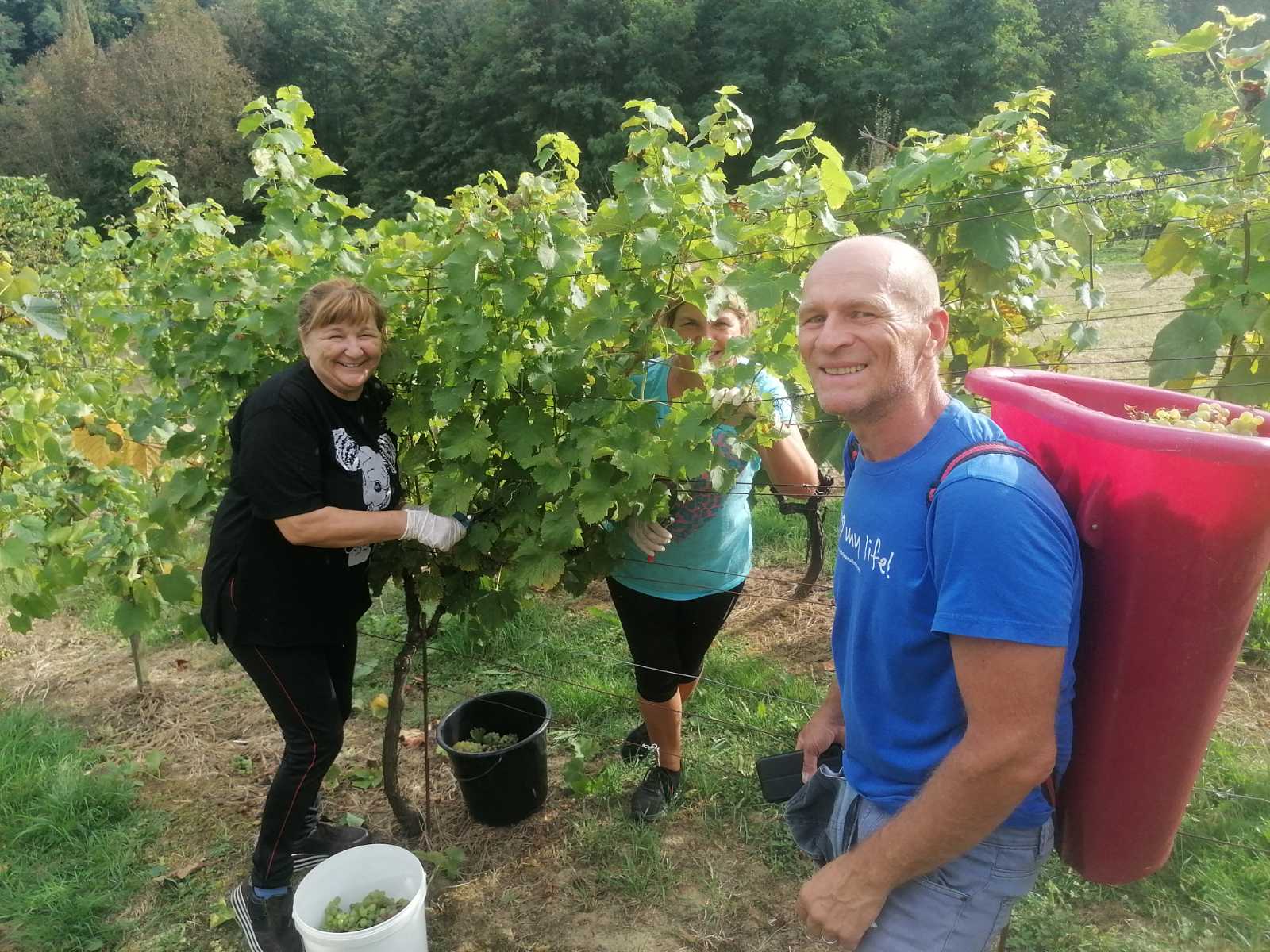 FOTO Berba na Balog bregu: Uz veselo društvo, sve se lako ‘pobere’!