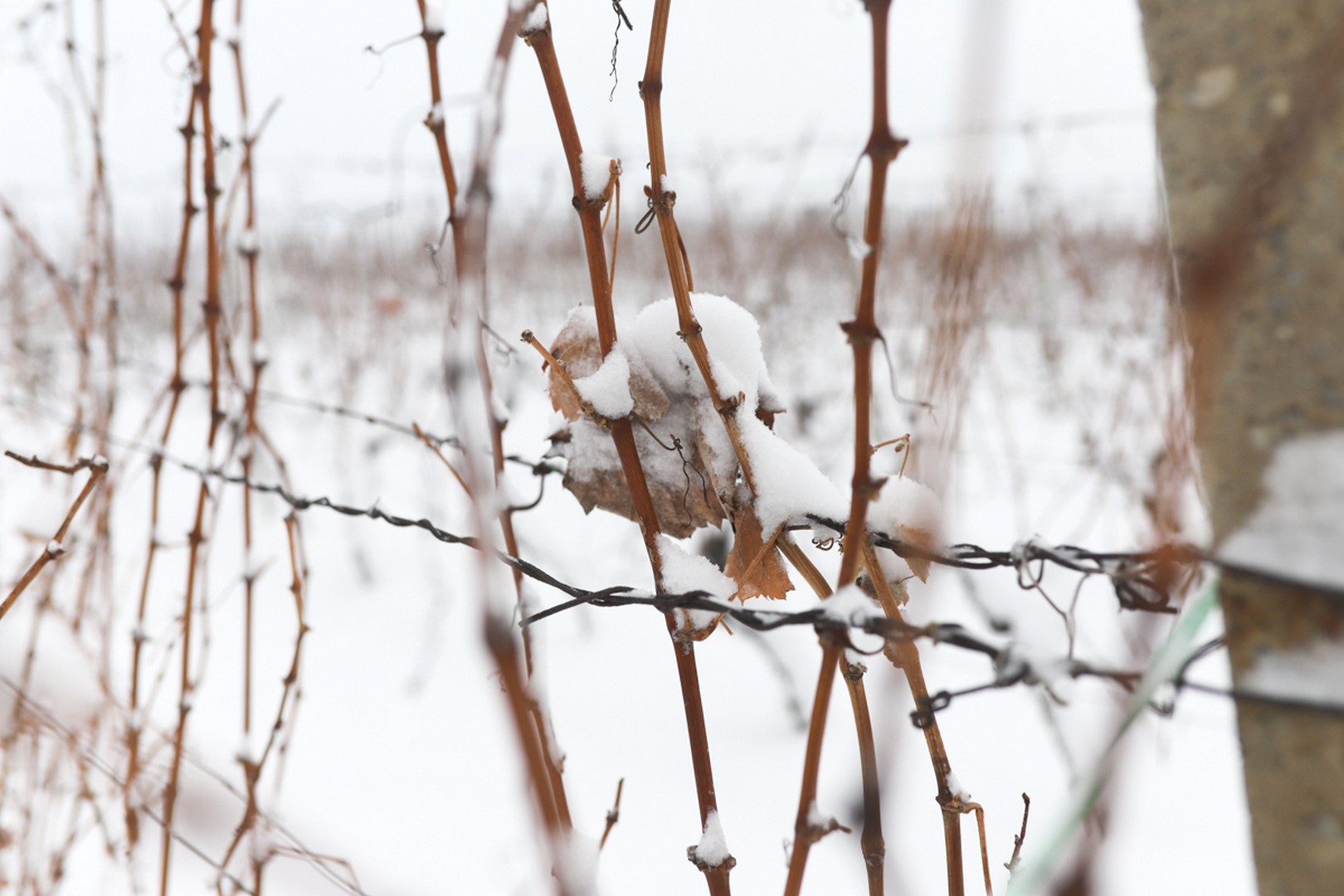 Mađerkin breg pokriven snijegom