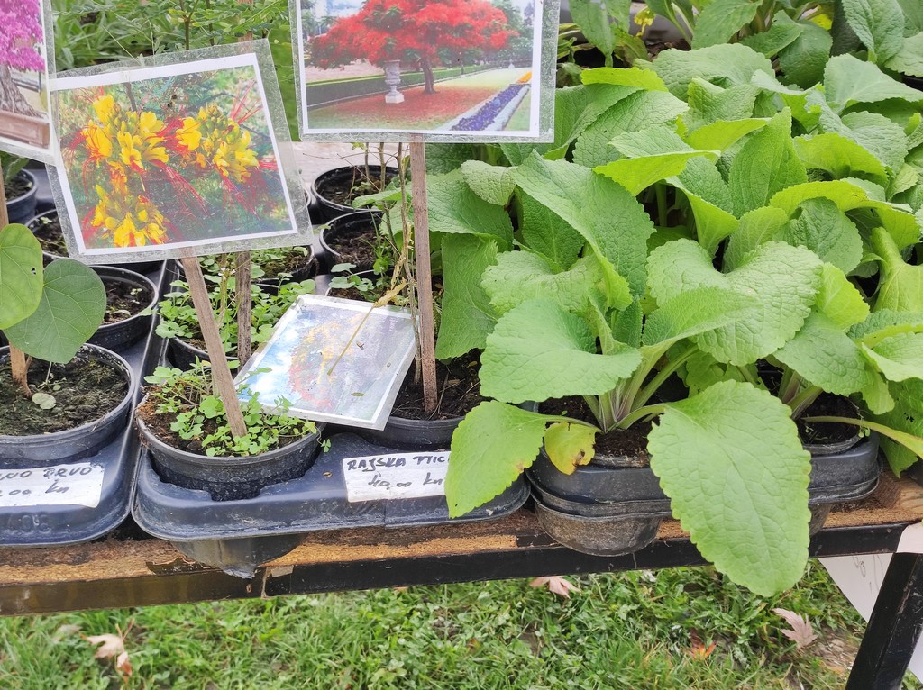 SAJAM SRIJEDOM Jeste li već probali meksički krastavac ili čajot?