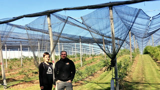 ŠENKOVEC Mlada obitelj unaprijedila i proširiila proizvodnju: OPG Lea Lisjaka godišnje uzgoji i do 5 tona borovnica