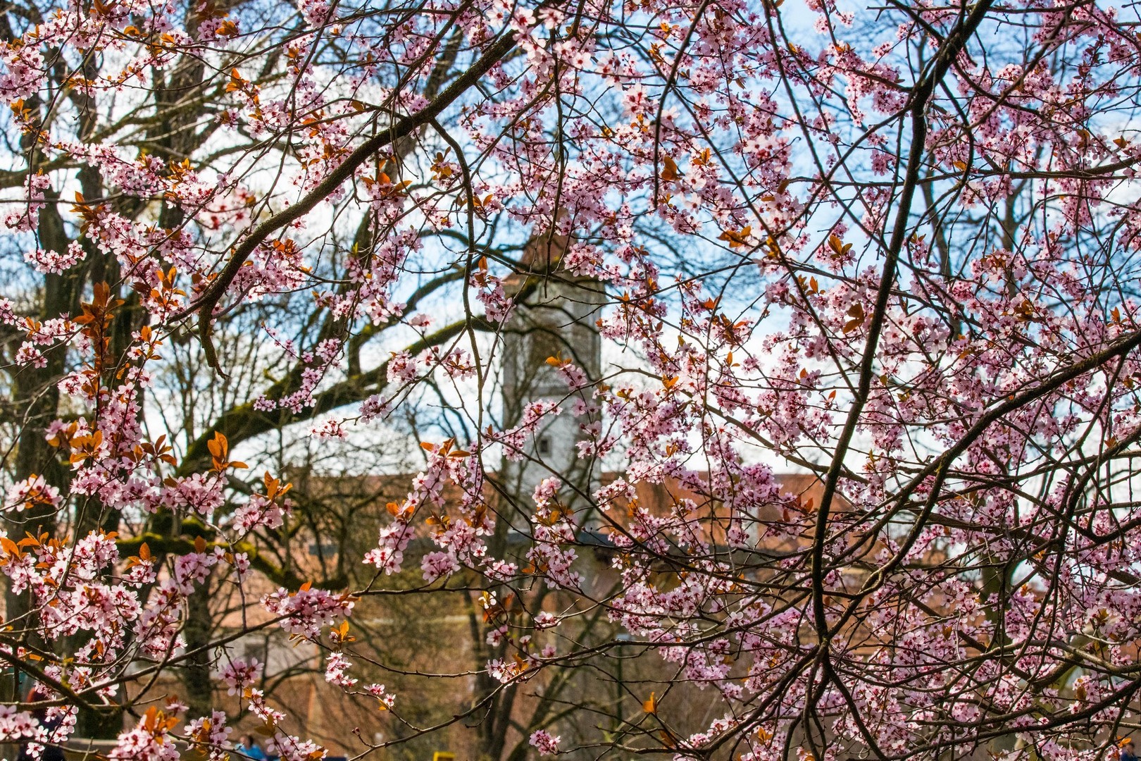 Proljetna cvjetna rapsodija u Međimurju iz objektiva Miroslave Novak Hranjec