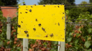 Zlatna žutica Pozderec Zlatna žutica Pozderec