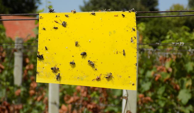 Zlatna žutica Pozderec