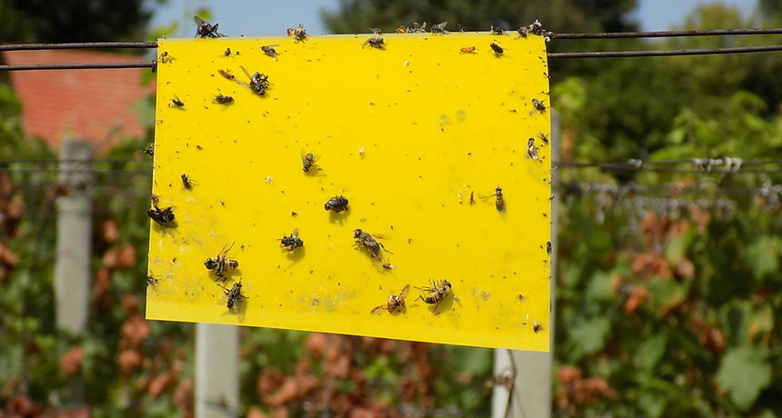 Zlatna žutica Pozderec Zlatna žutica Pozderec