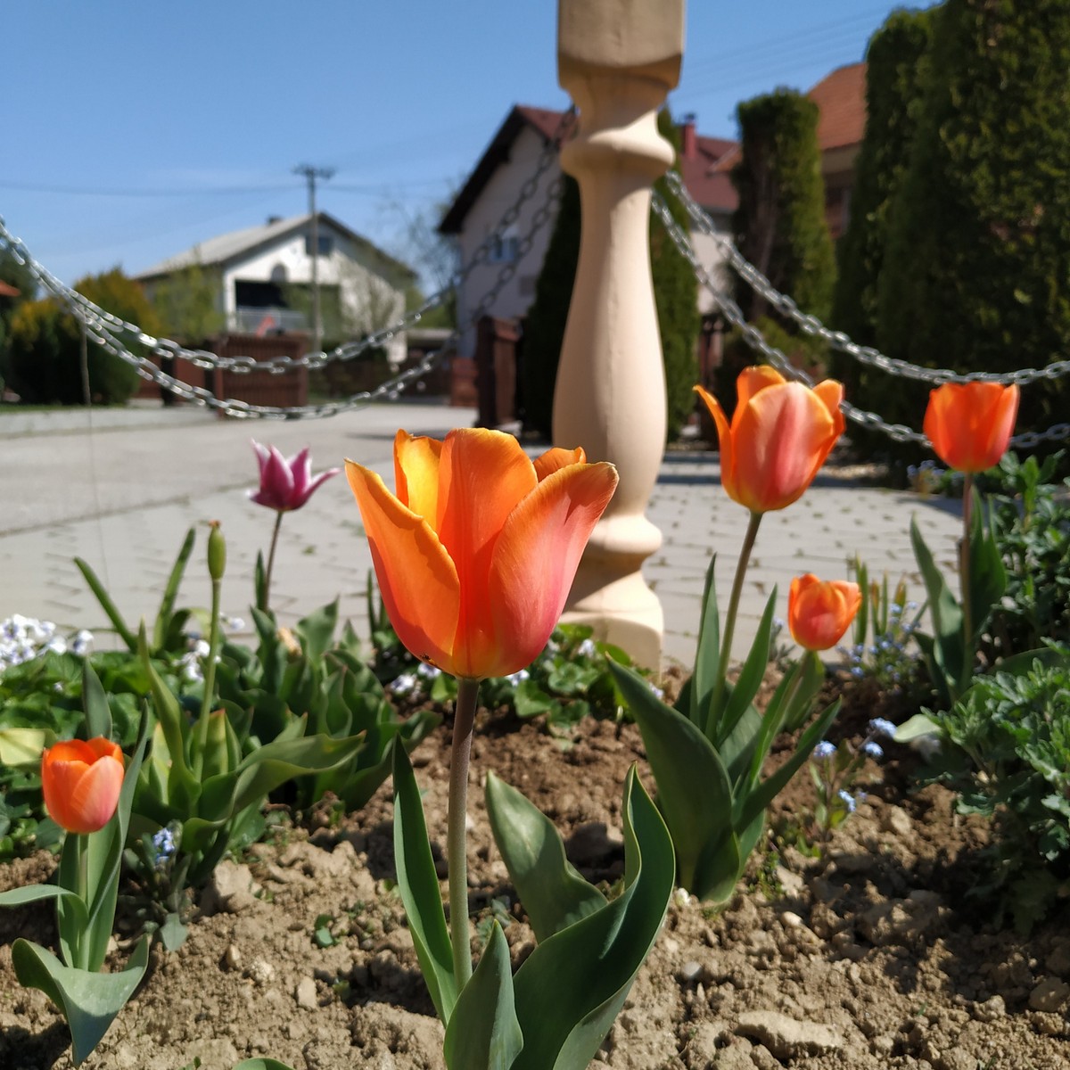 Dvorište Maje Mlakar