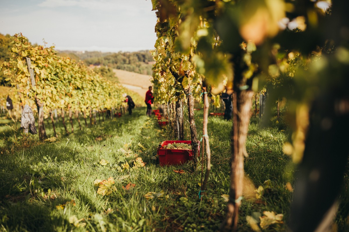 RAJKO CMREČNJAK ‘Osvojene medalje poticaj su nam za stvaranje budućih vrhunskih vina’