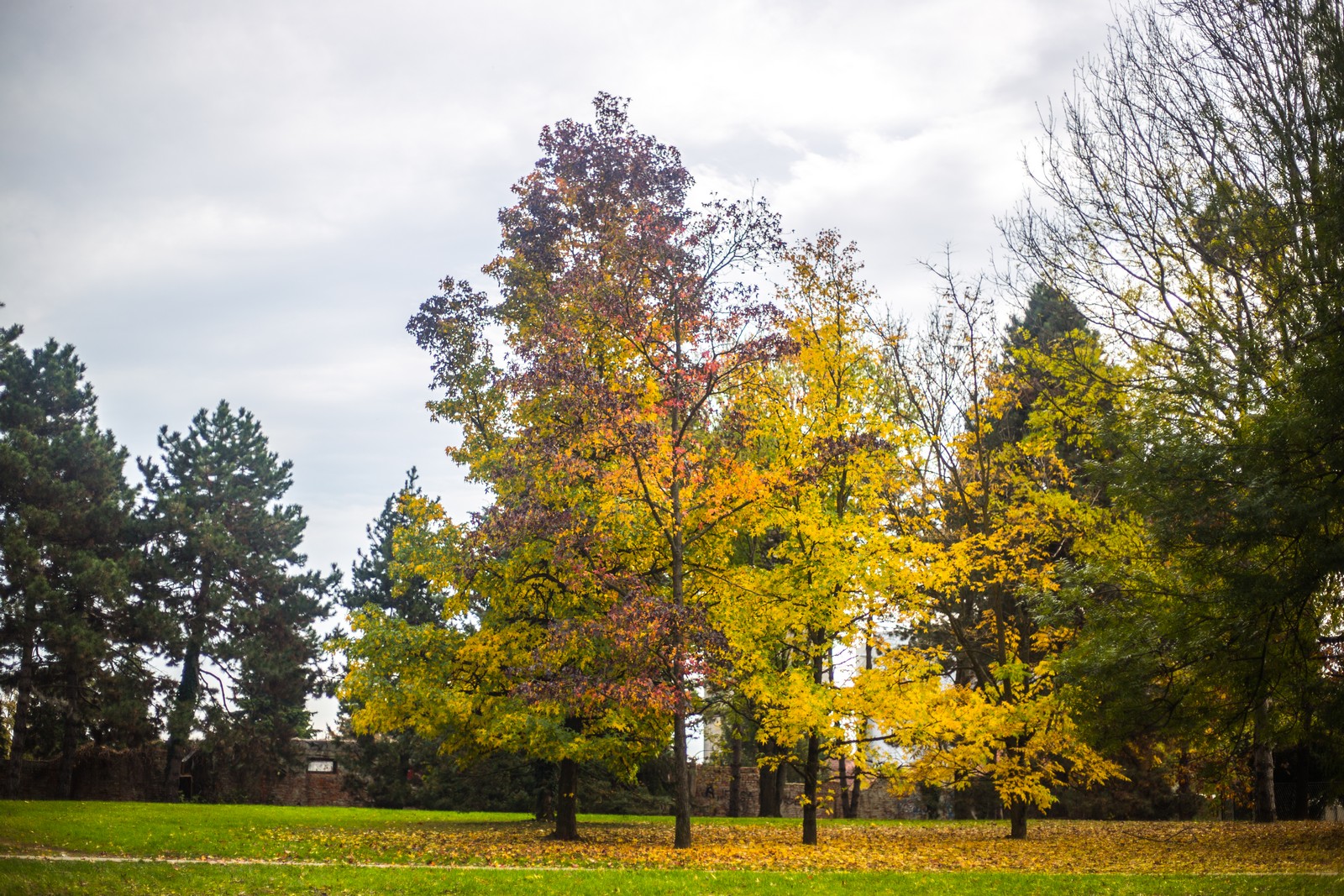 Čarobna jesen: Naša Miroslava Novak prošetala je čakovečkim parkom i snimila šarenilo jesenskih boja. Predivno, zar ne? (y) :-)