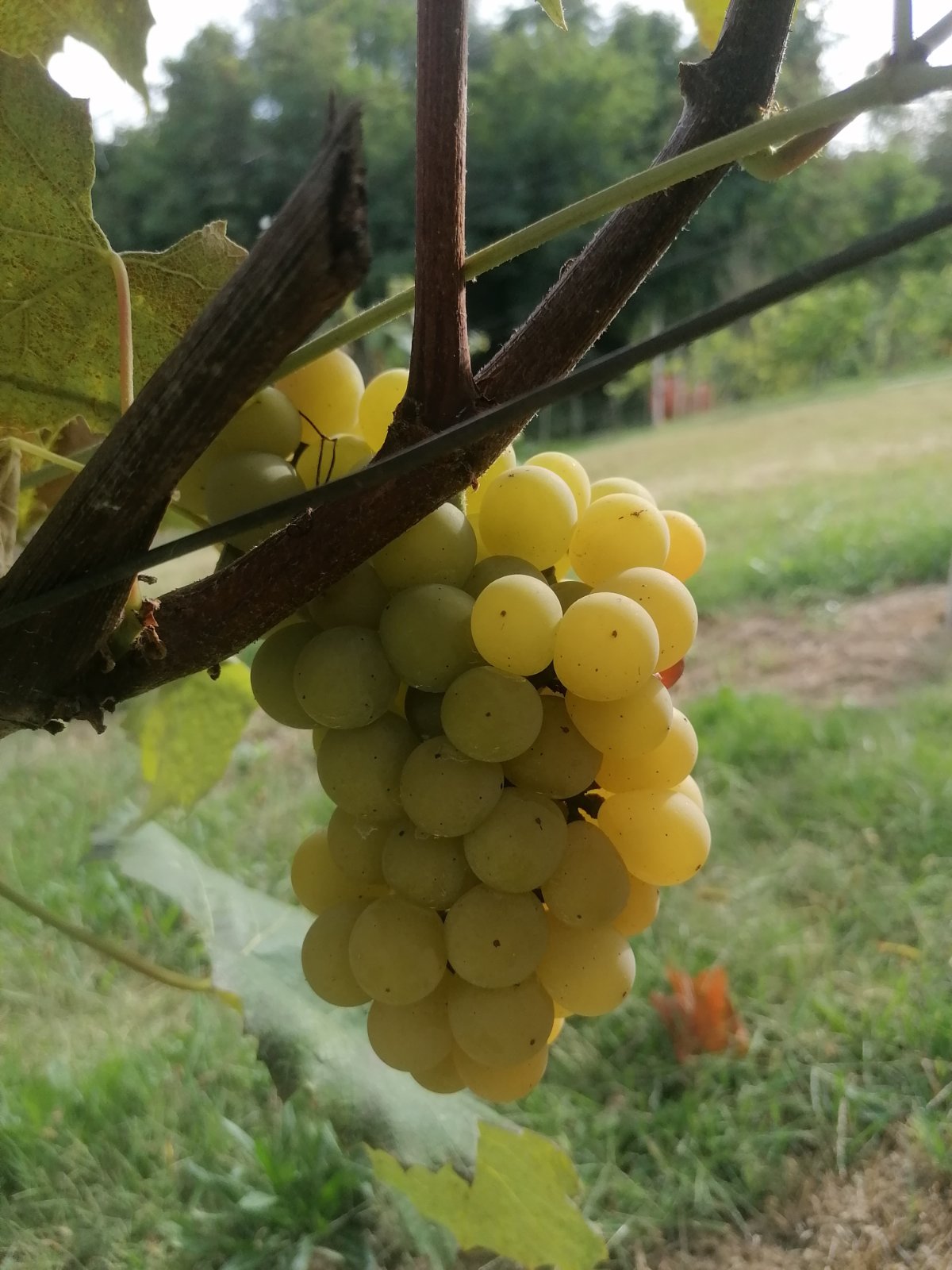 FOTO Berba na Balog bregu: Uz veselo društvo, sve se lako ‘pobere’!