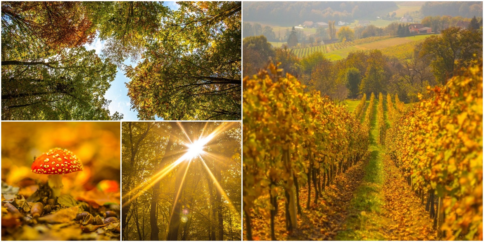 Jesenska rapsodija kroz objektiv Miroslave Novak