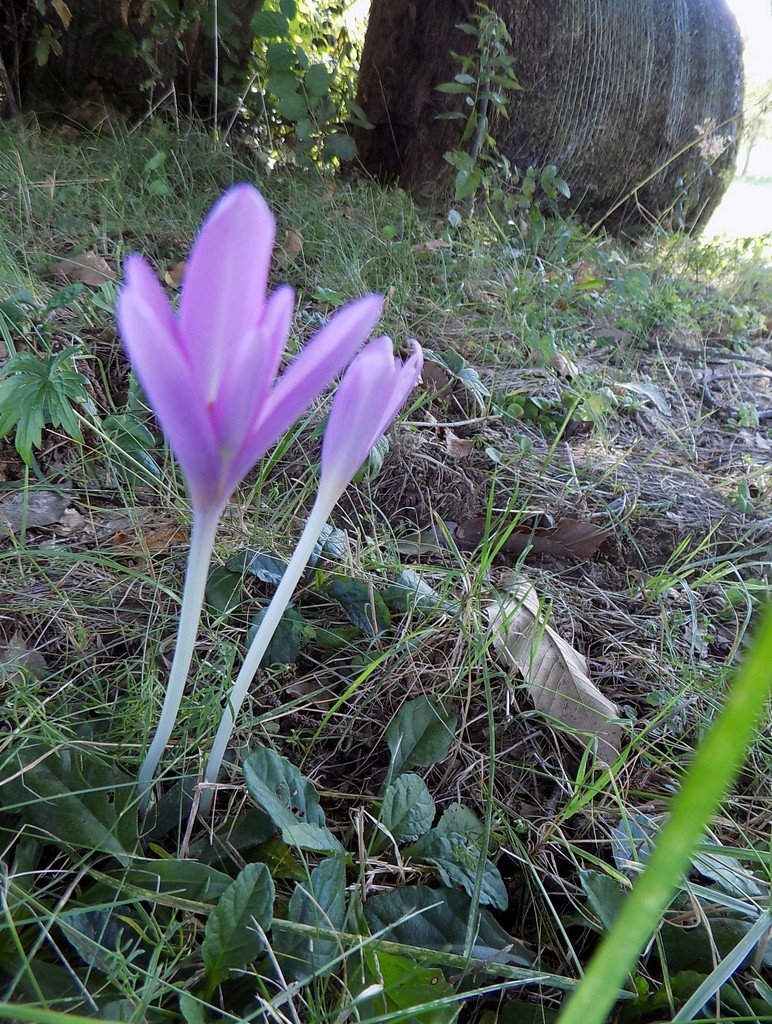 Prekrasne scene u prirodi: Kasno ljeto u gornjem Međimurju
