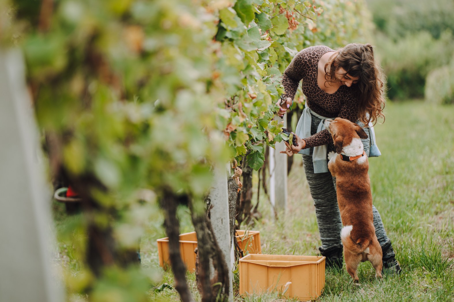 Image 5076604 (auto)