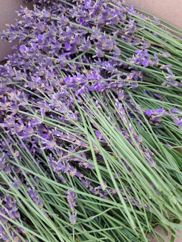 Mirisni vrt ETŠ Čakovec