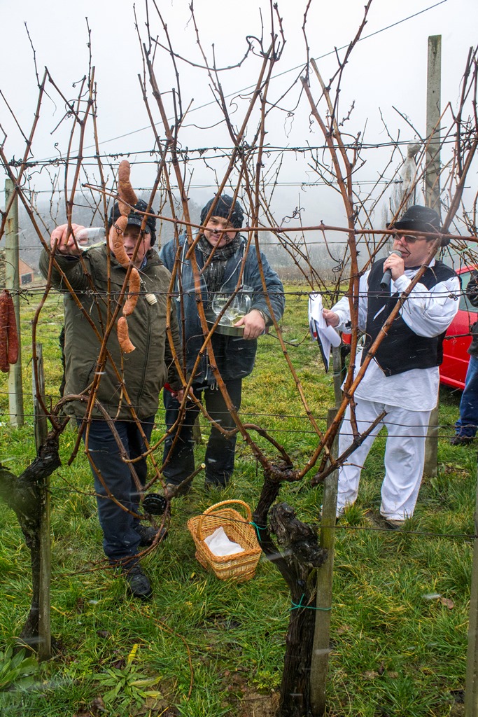 img8564vincekovo381905