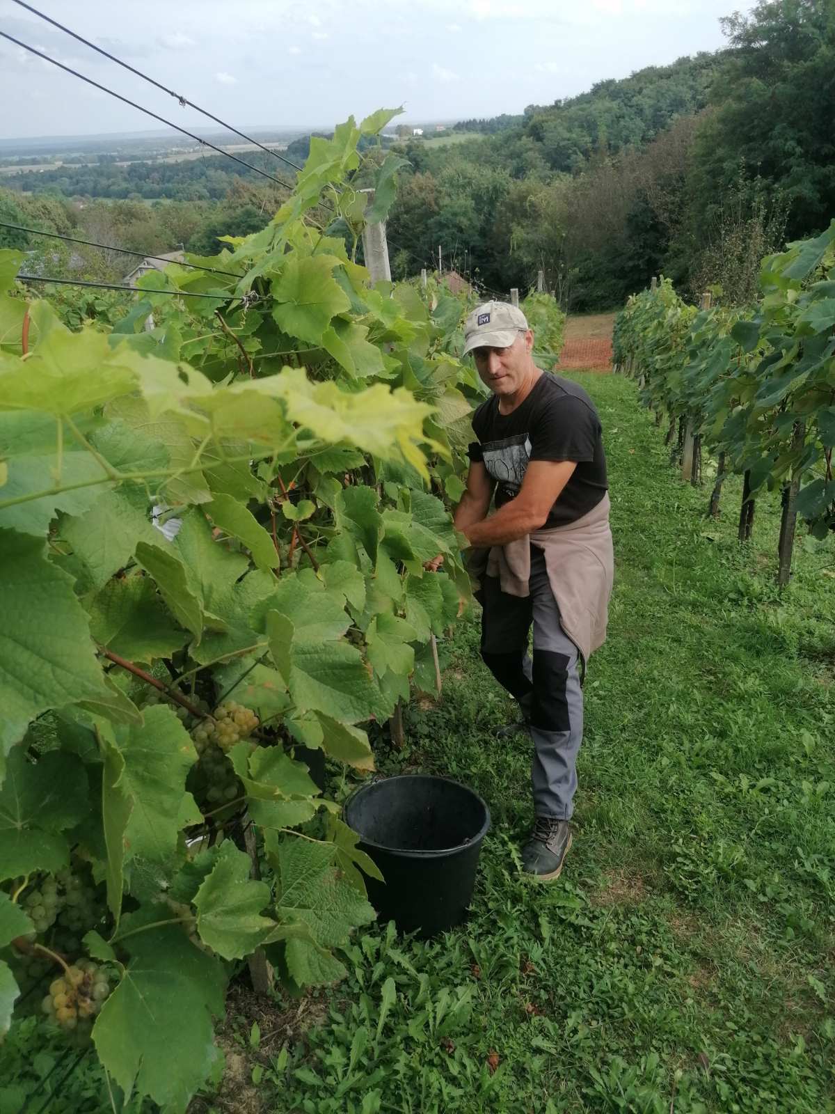 FOTO Berba na Balog bregu: Uz veselo društvo, sve se lako ‘pobere’!
