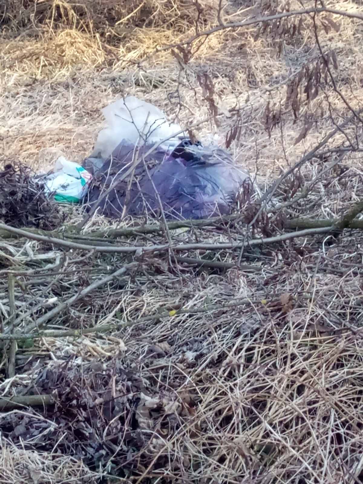 Hrpe smeća u šumi samo 50 metara od prvih kuća u Kotoribi