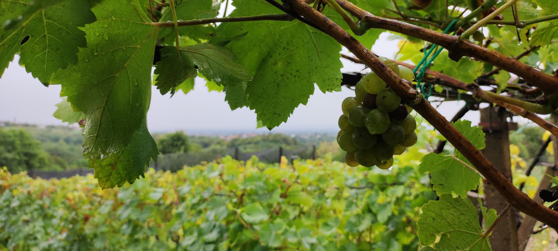 Berba kod obitelji Tomašić