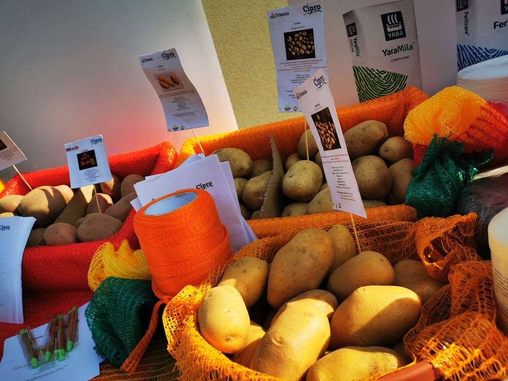 Festival krumpira u Belici