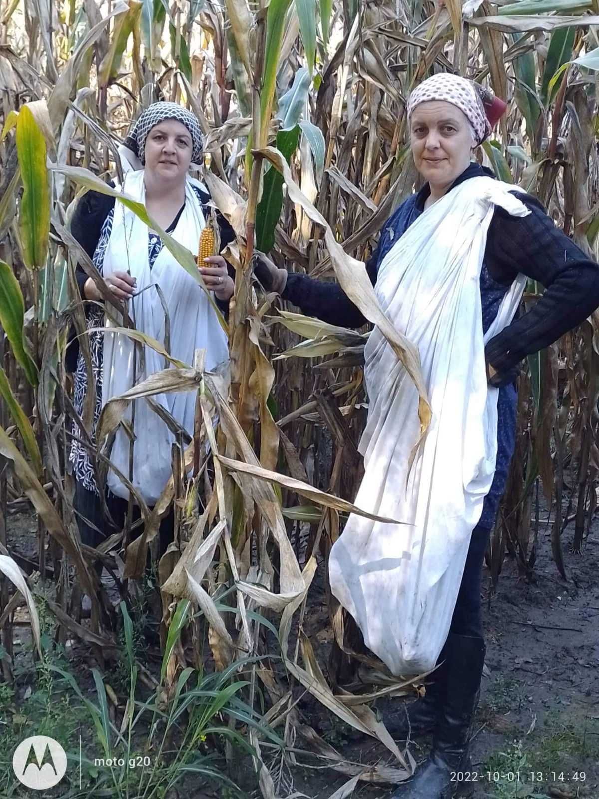 Branje kukuruza u Domašincu