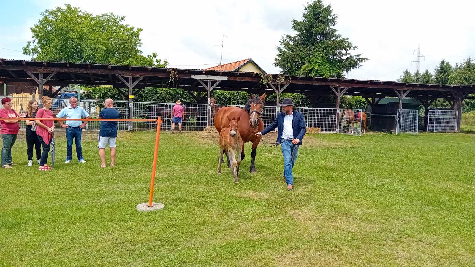 PREKRASNI SU Izložba međimurskog konja u Nedelišću