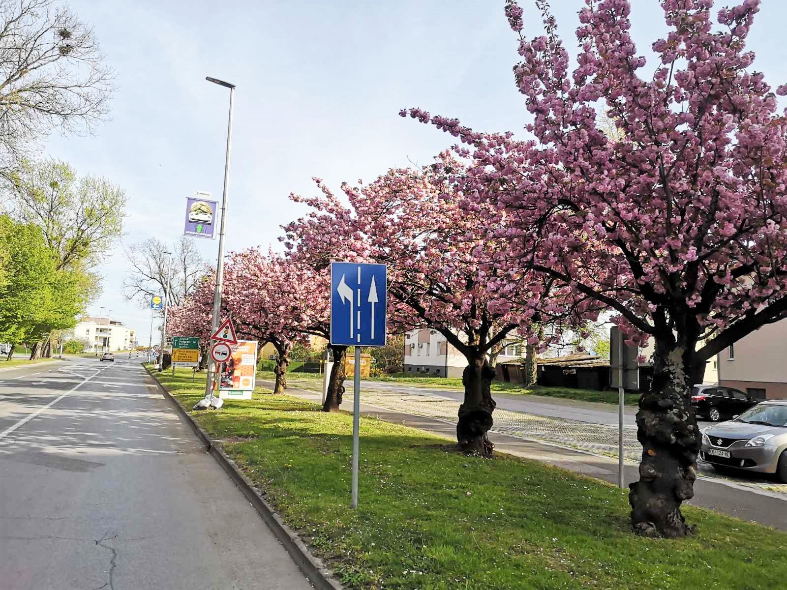 Procvale japanske trešnje mame poglede građana u Čakovcu