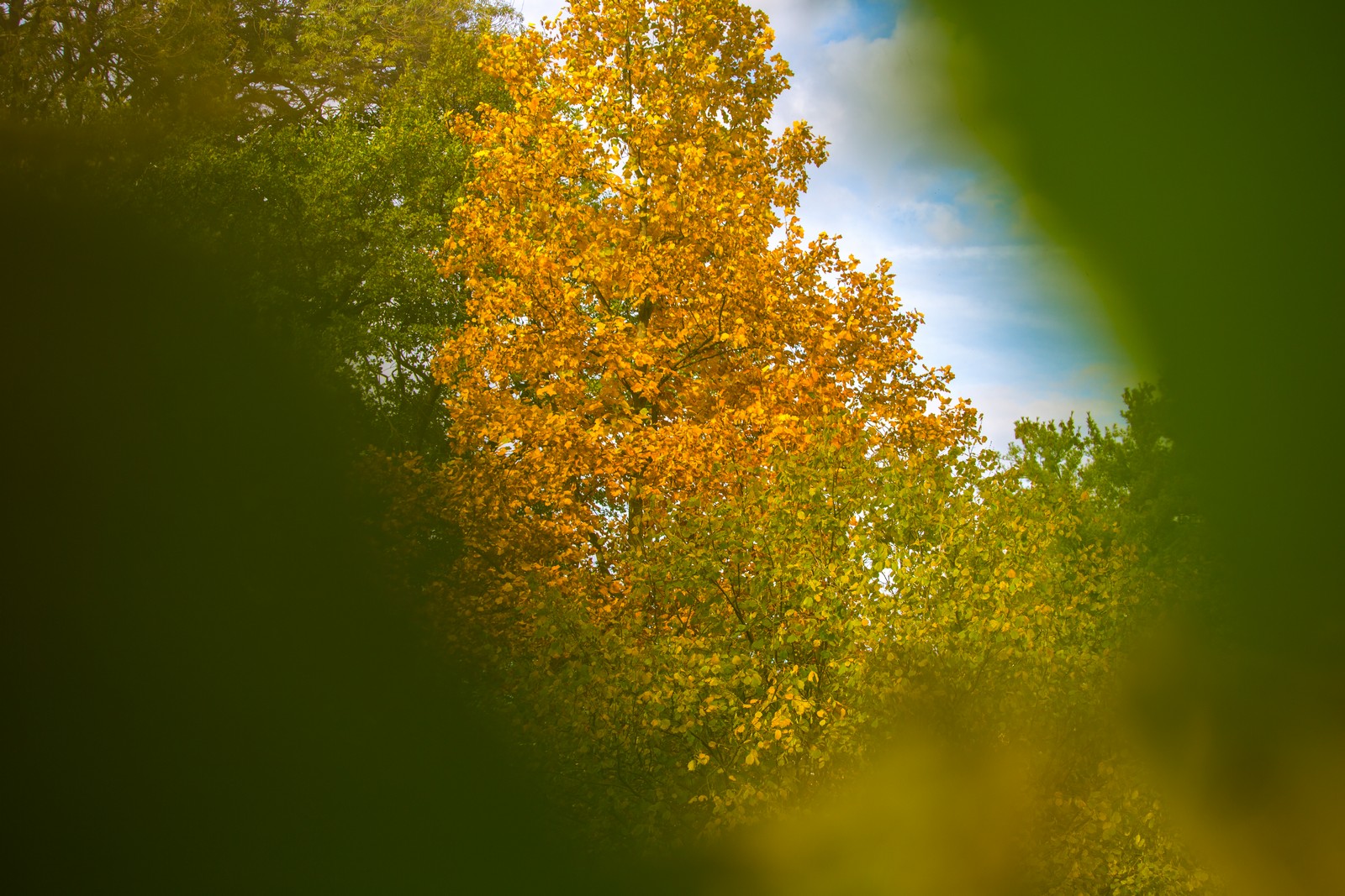 Čarobna jesen: Naša Miroslava Novak prošetala je čakovečkim parkom i snimila šarenilo jesenskih boja. Predivno, zar ne? (y) :-)