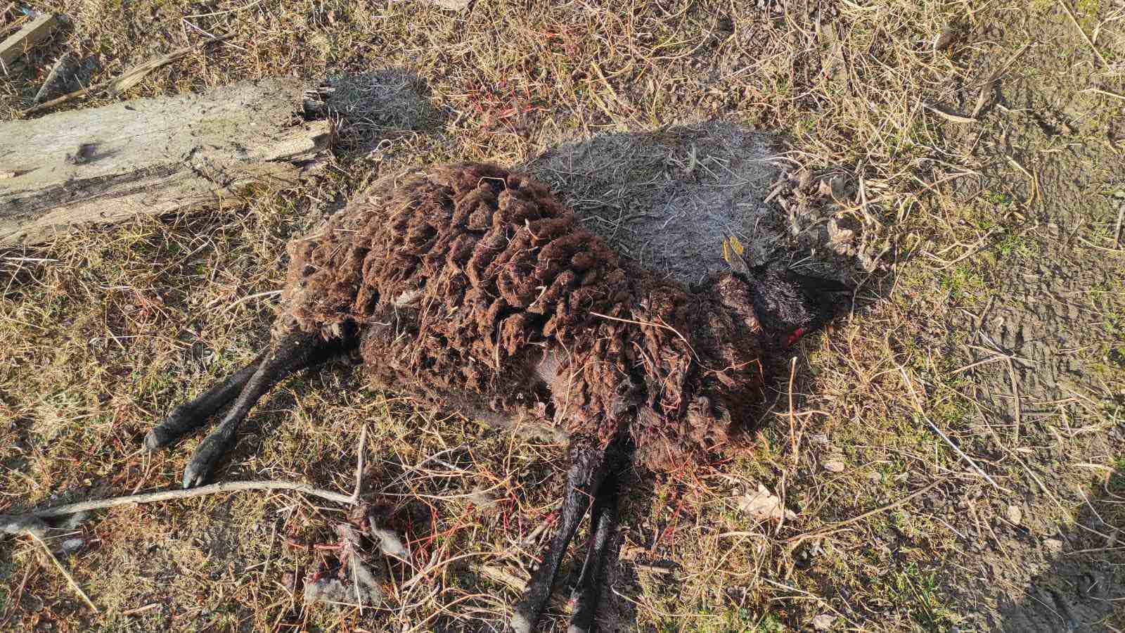 Ivan Medved iz Kuršanca u šoku: Psi lutalice poklali su mu stado ovaca
