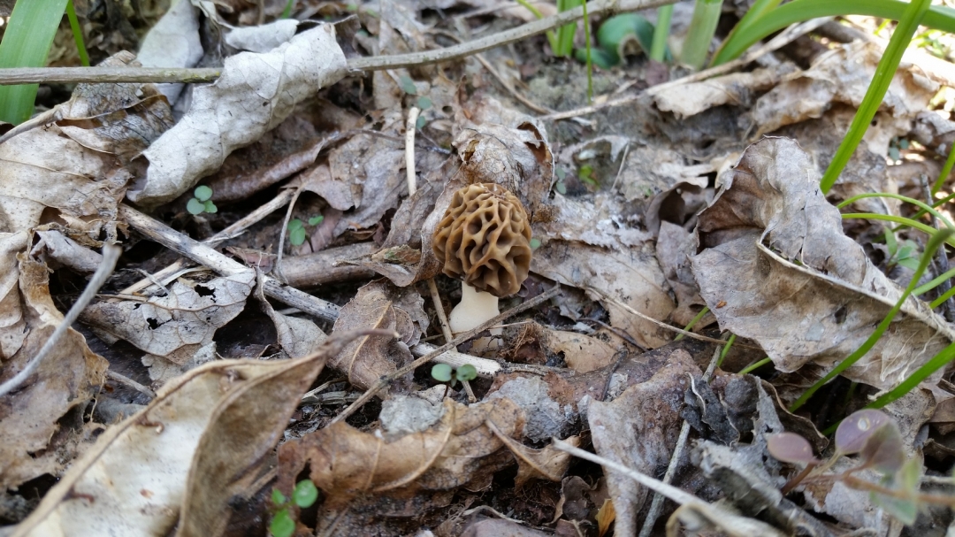 20150412124931368168