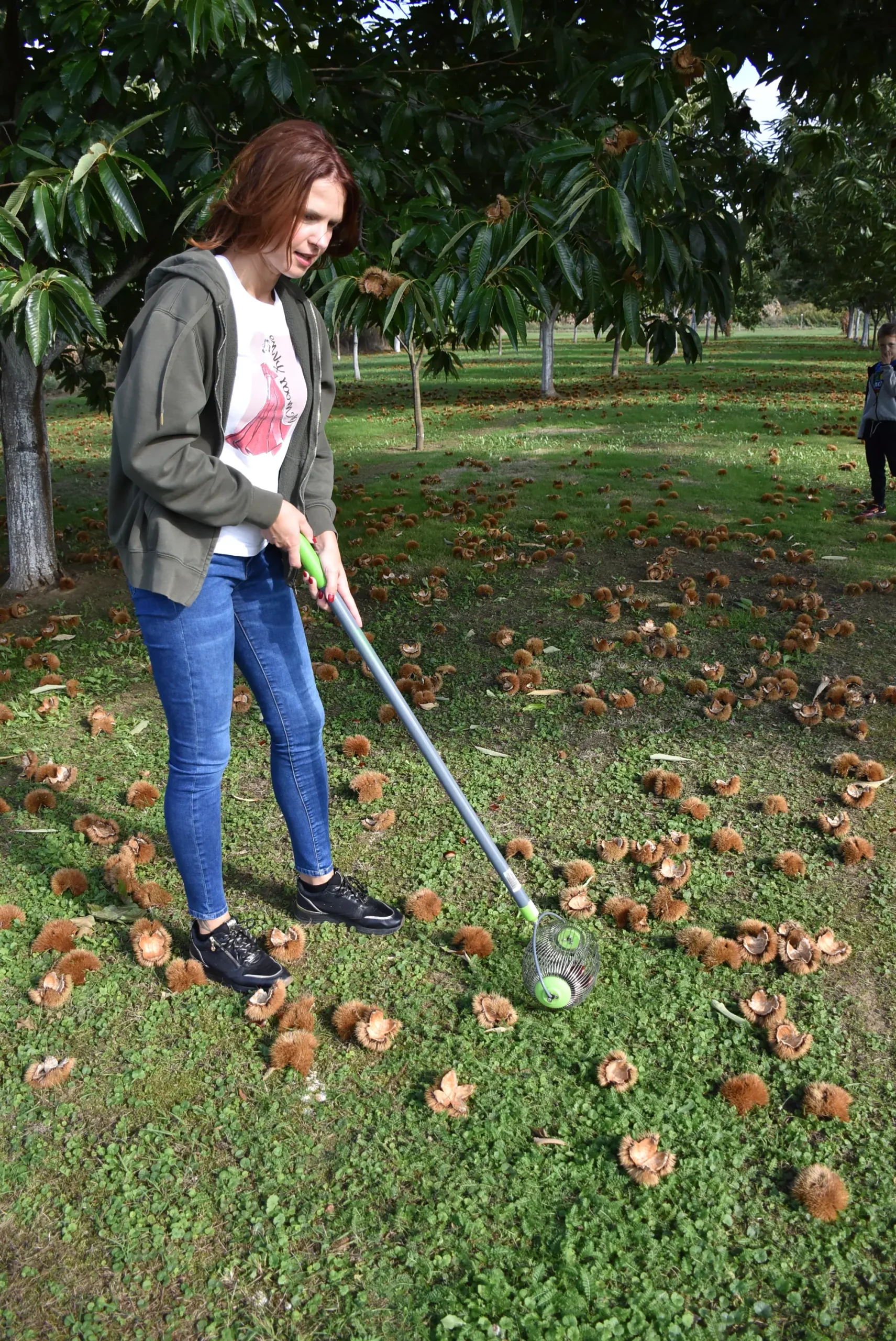 frančić,peklenica,maruni (10) frančić,peklenica,maruni (10)