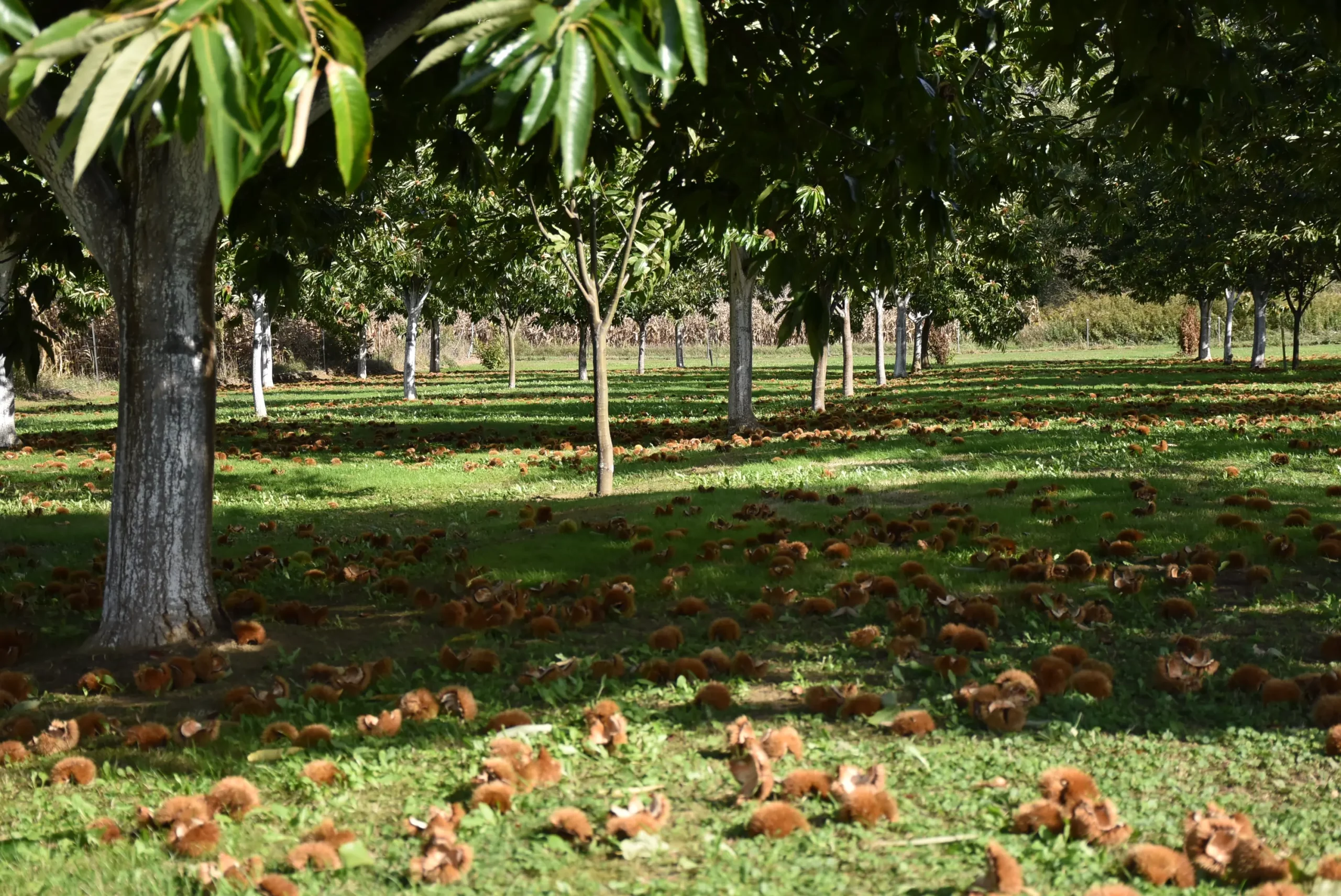 frančić,peklenica,maruni (14) frančić,peklenica,maruni (14)