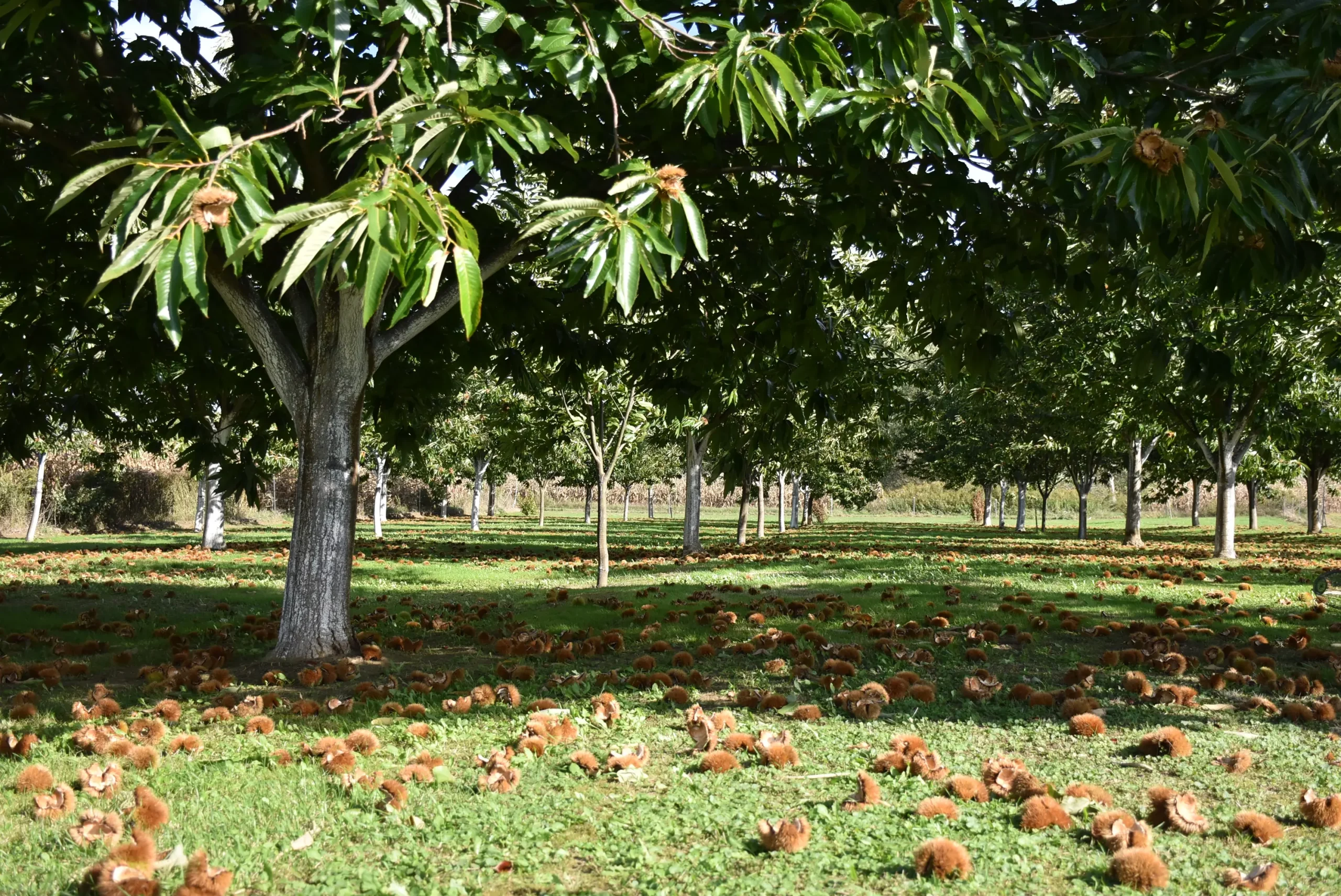 frančić,peklenica,maruni (15) frančić,peklenica,maruni (15)