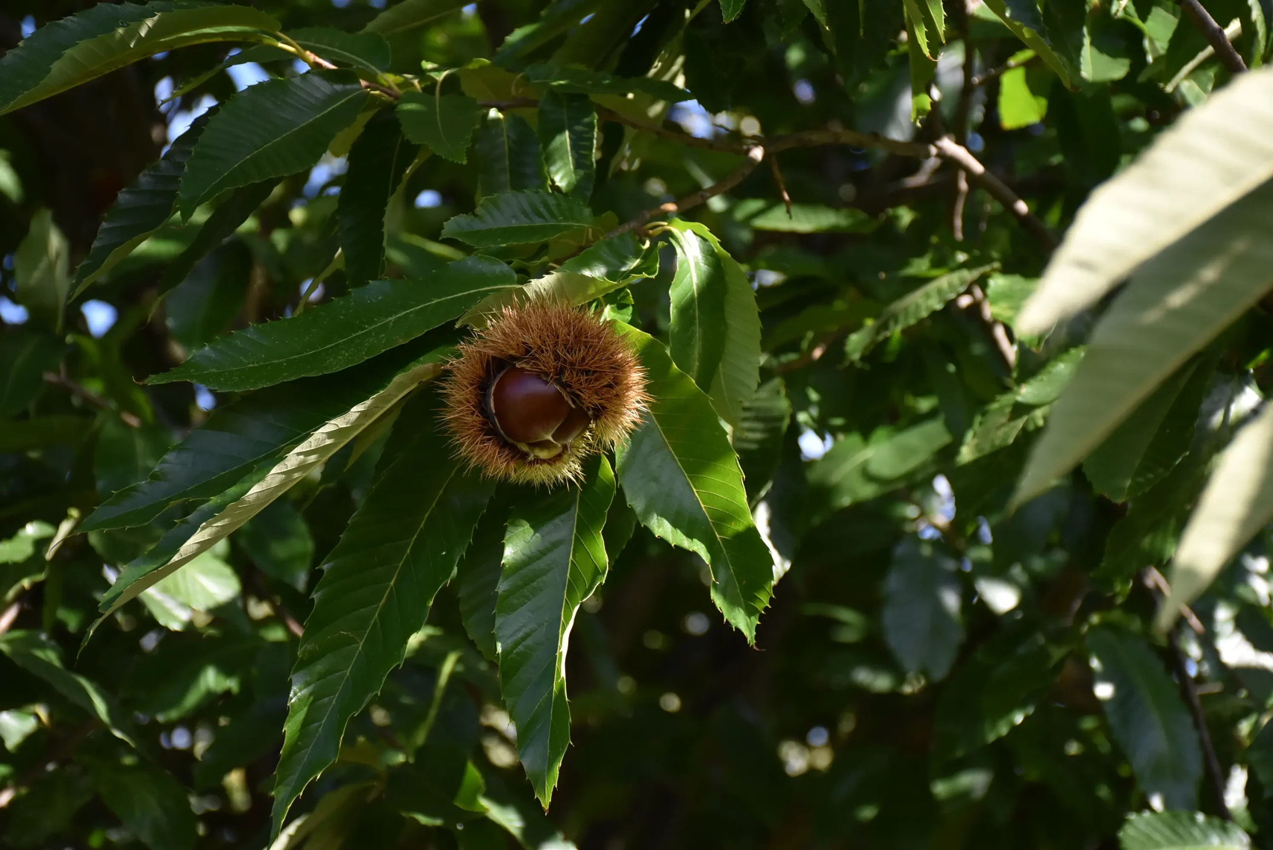 frančić,peklenica,maruni (16) frančić,peklenica,maruni (16)