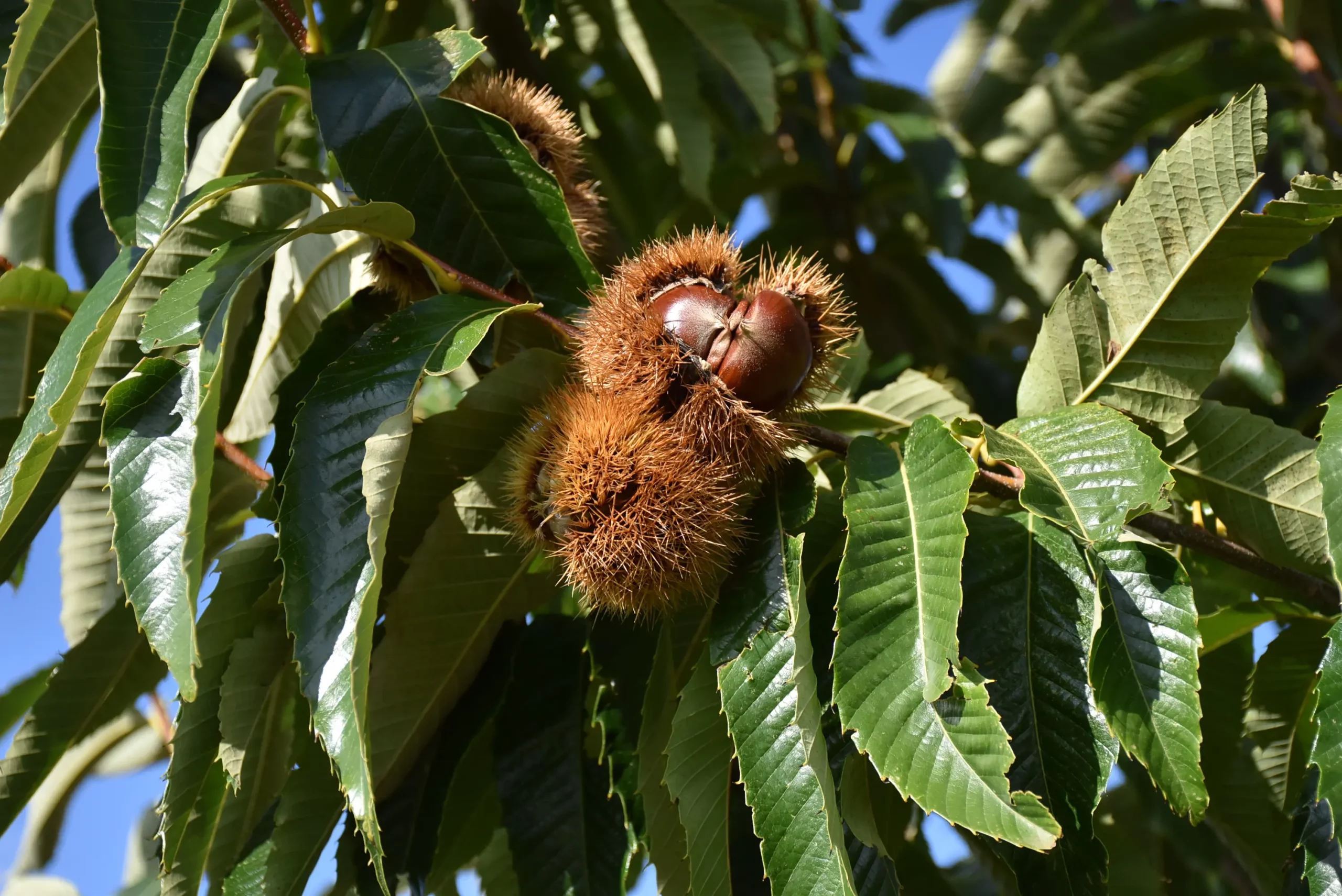 frančić,peklenica,maruni (17) frančić,peklenica,maruni (17)