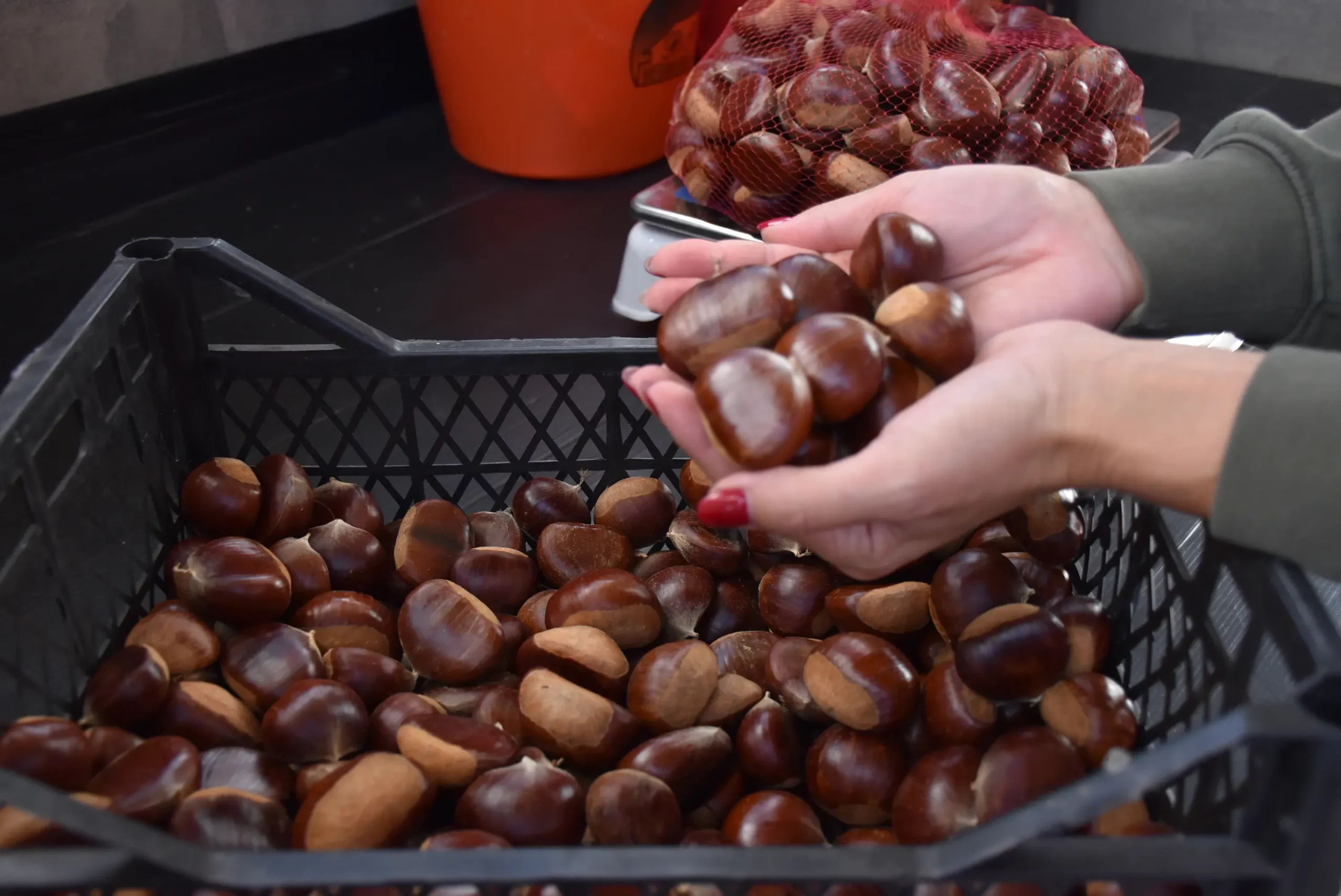 frančić,peklenica,maruni (3) frančić,peklenica,maruni (3)