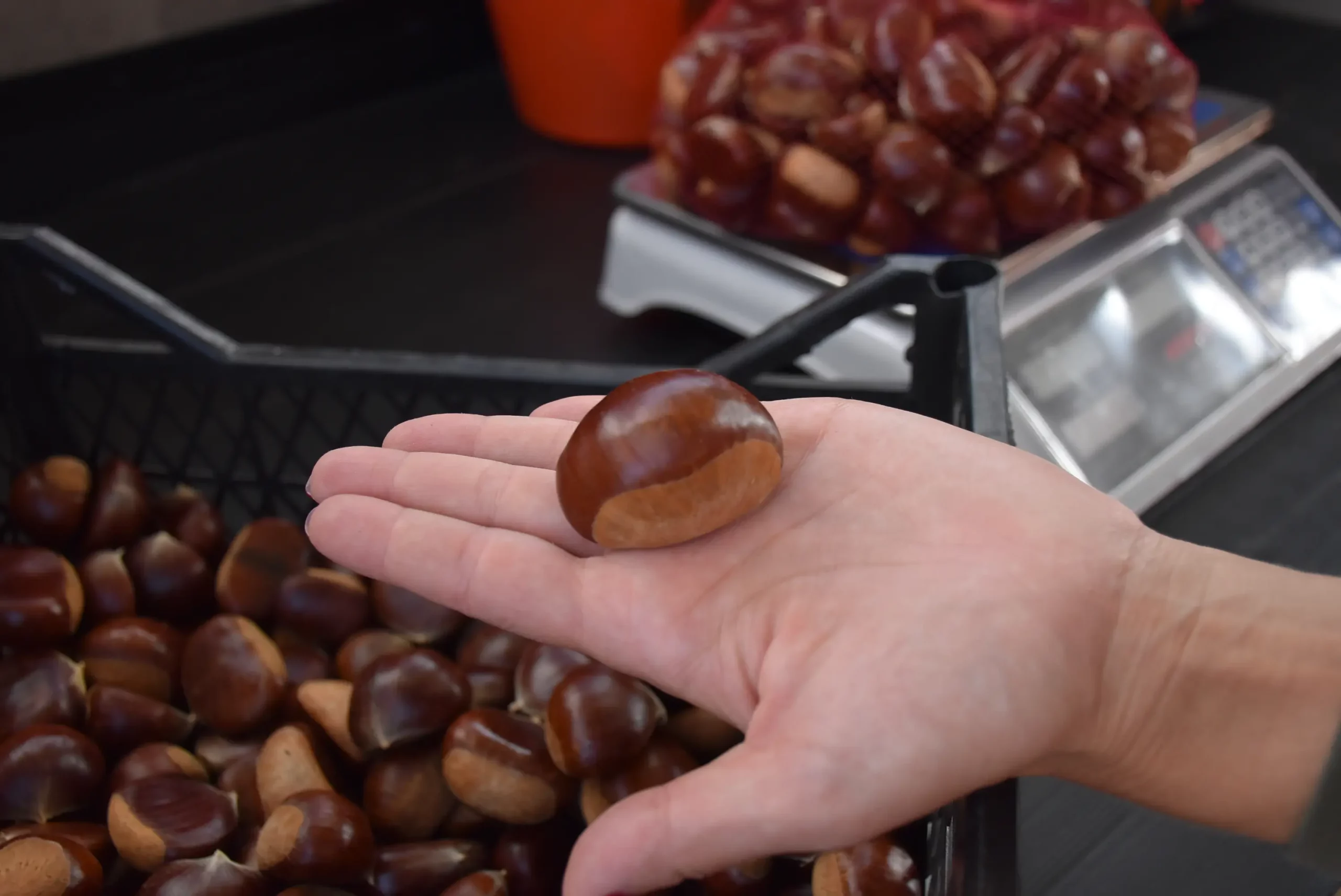 frančić,peklenica,maruni (4) frančić,peklenica,maruni (4)