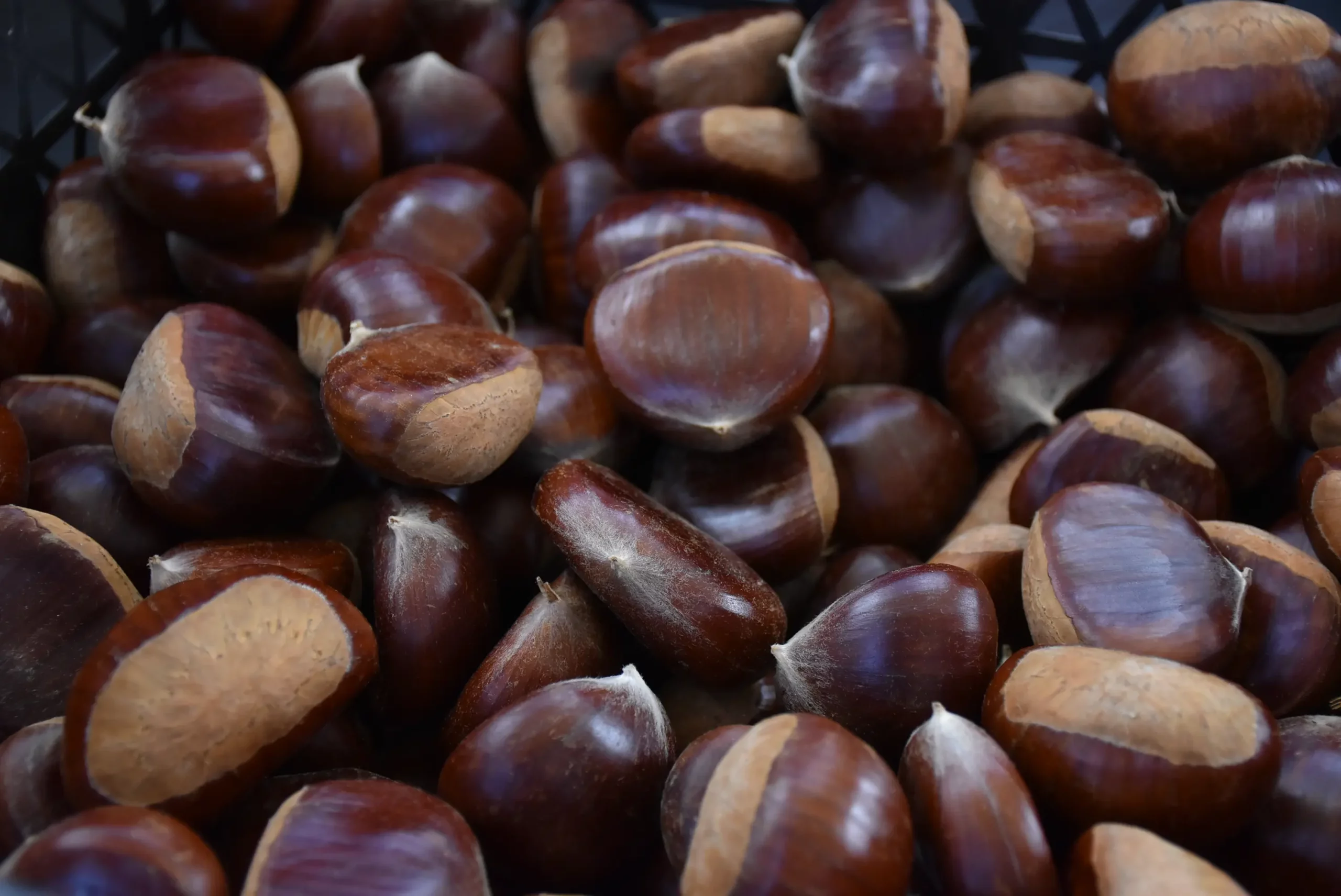 frančić,peklenica,maruni (5) frančić,peklenica,maruni (5)