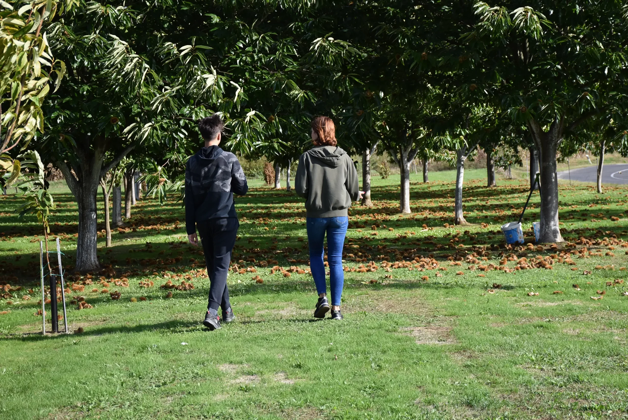 frančić,peklenica,maruni (7) frančić,peklenica,maruni (7)