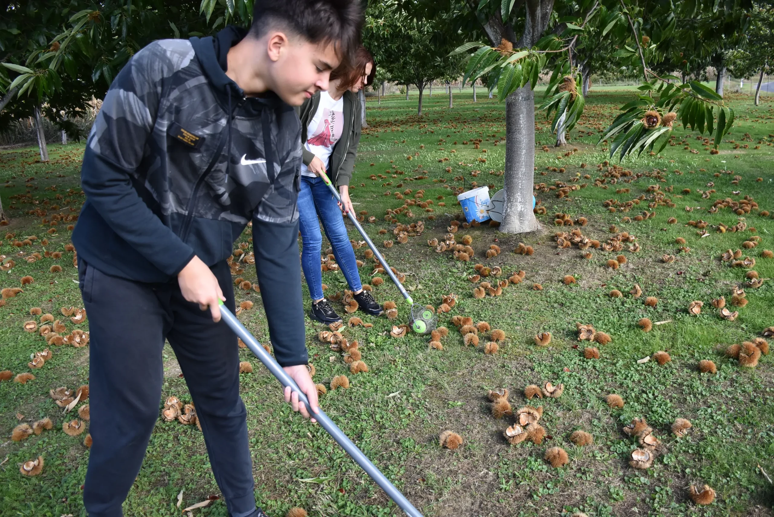 frančić,peklenica,maruni (8) frančić,peklenica,maruni (8)