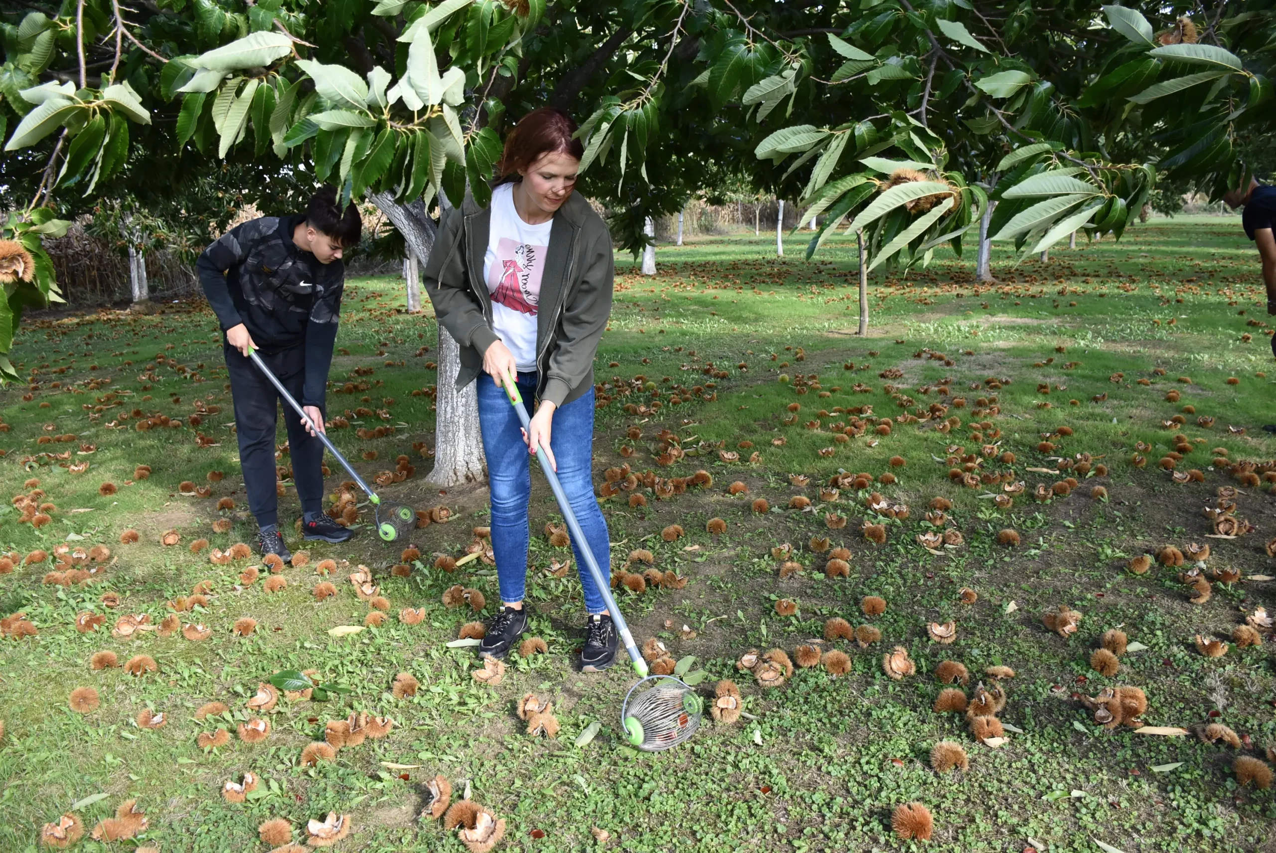 frančić,peklenica,maruni (9) frančić,peklenica,maruni (9)