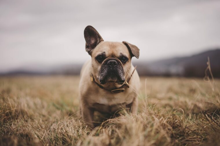 Francuski buldog